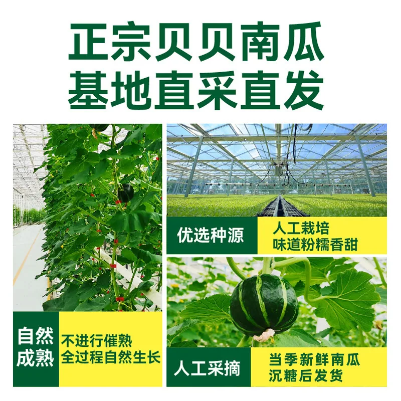 绿行者板栗味贝贝南瓜1500g整箱（细节图 2）