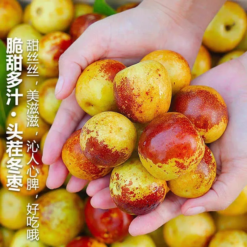 天天特卖工厂正宗山西冬枣5斤整箱（细节图 1）