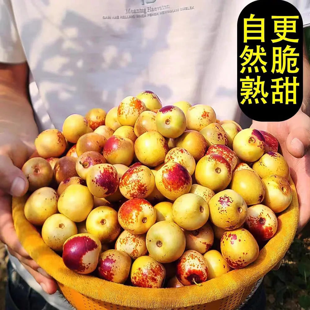 天天特卖工厂正宗山西冬枣5斤整箱（细节图 2）