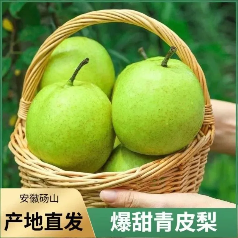 官方国货甄选安徽青皮砀山梨5斤装整箱（细节图 2）