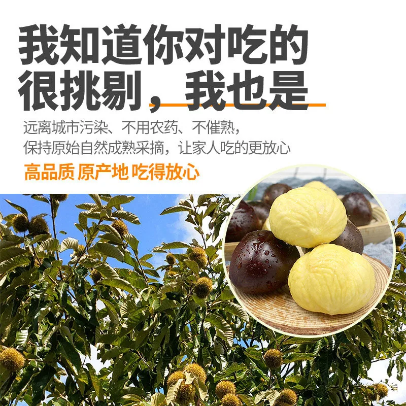 新下树新鲜5斤丹东板栗整袋装（细节图 2）
