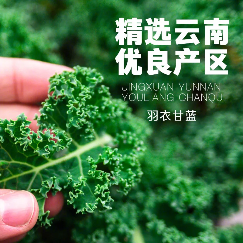 自然道纯羽衣甘蓝粉青汁3g×20条盒装