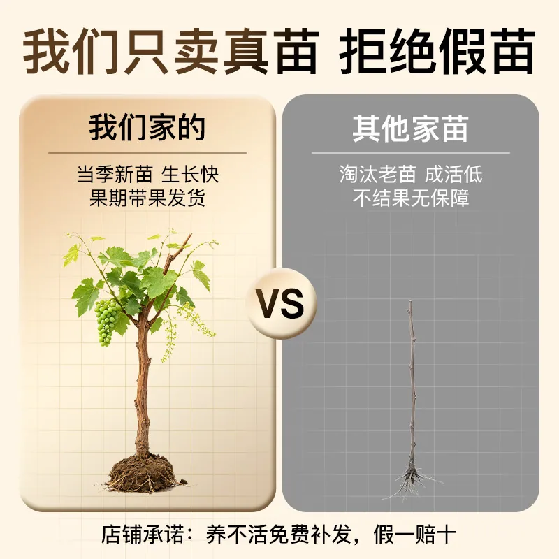 树小喜巨峰葡萄树果苗