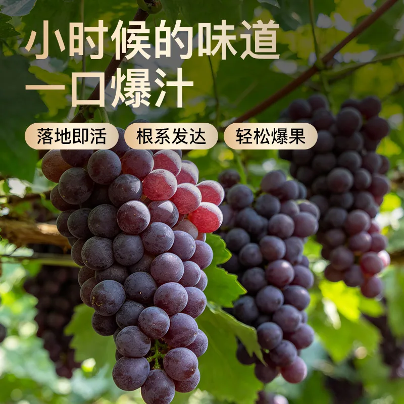 树小喜巨峰葡萄树果苗嫁接爬藤盆栽（细节图 1）