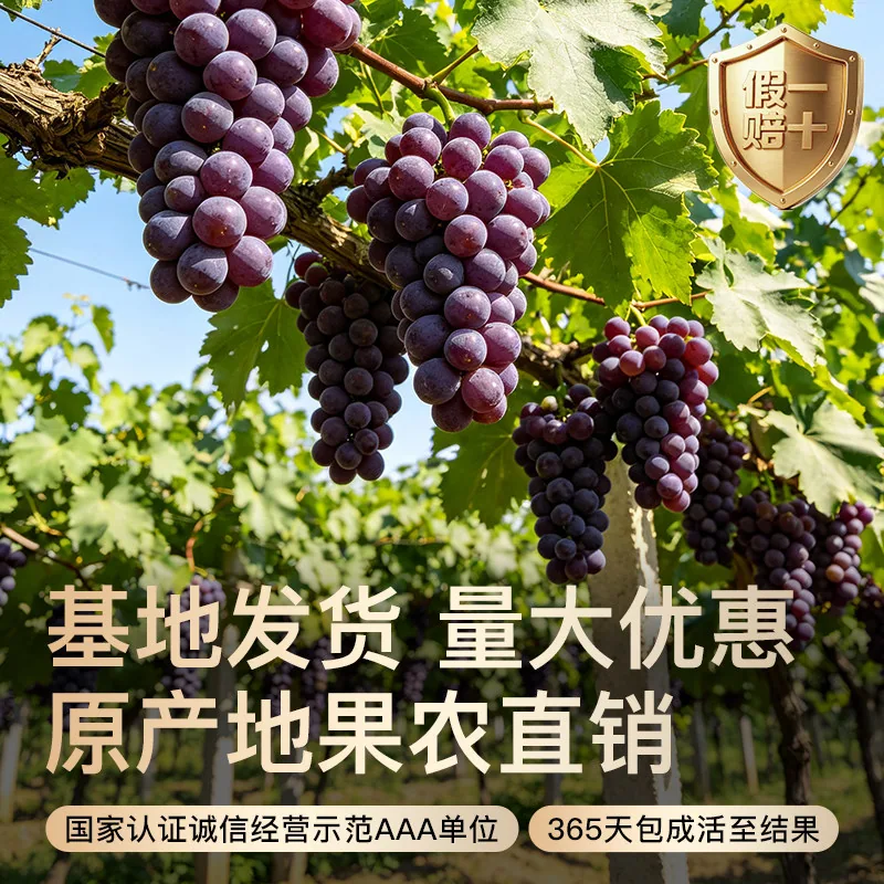 树小喜巨峰葡萄树果苗嫁接爬藤盆栽（细节图 2）