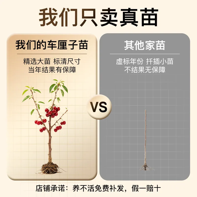 树小喜车厘子树苗