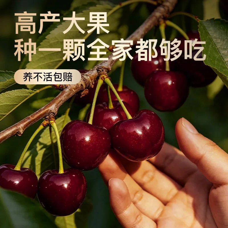 树小喜车厘子树苗美早黑珍珠盆栽苗（细节图 1）