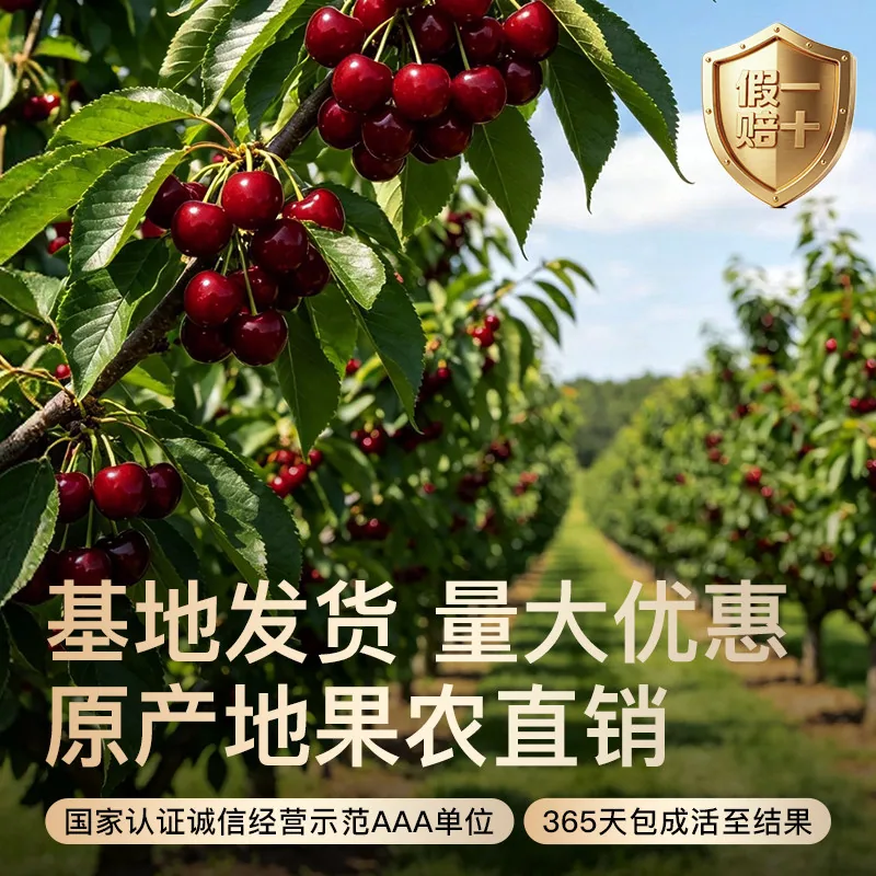 树小喜车厘子树苗美早黑珍珠盆栽苗（细节图 2）
