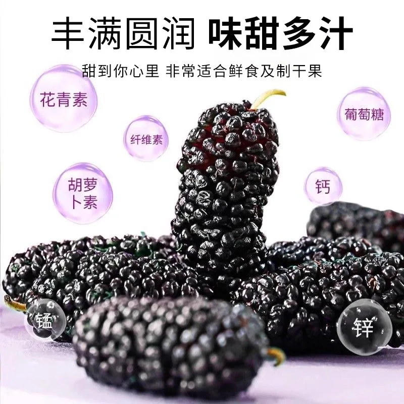 纯小养黑桑葚干250g