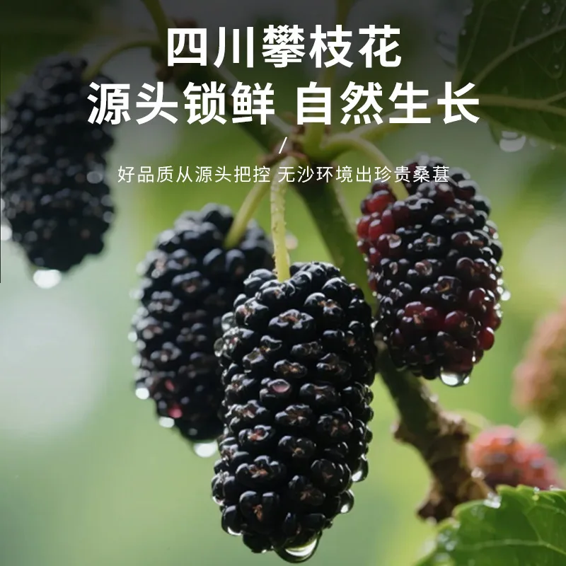 纯小养黑桑葚干250g颗粒实拍（细节图 1）