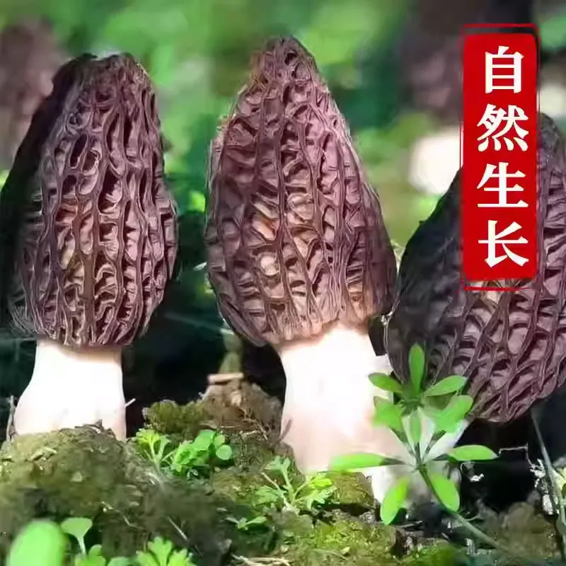云燕珥古田羊肚菌干货9-13根一包（细节图 1）