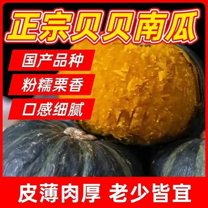 官方国货甄选贝贝南瓜4.5斤装（细节图 1）