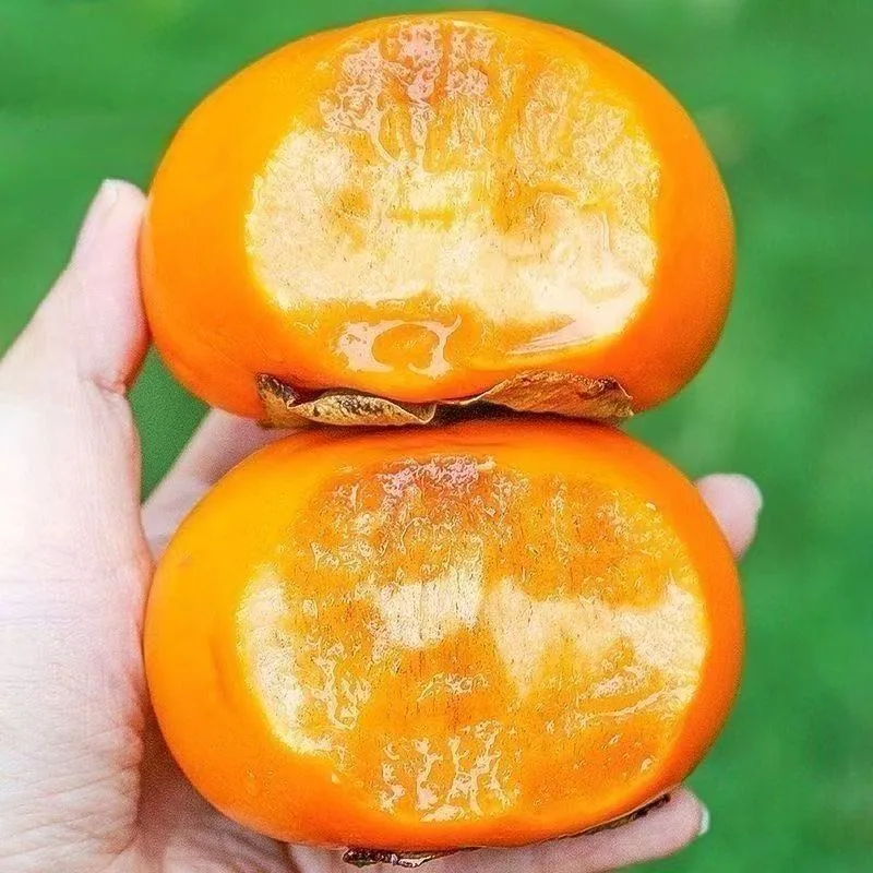 阳丰脆柿子净重4.5斤大果整箱（细节图 2）
