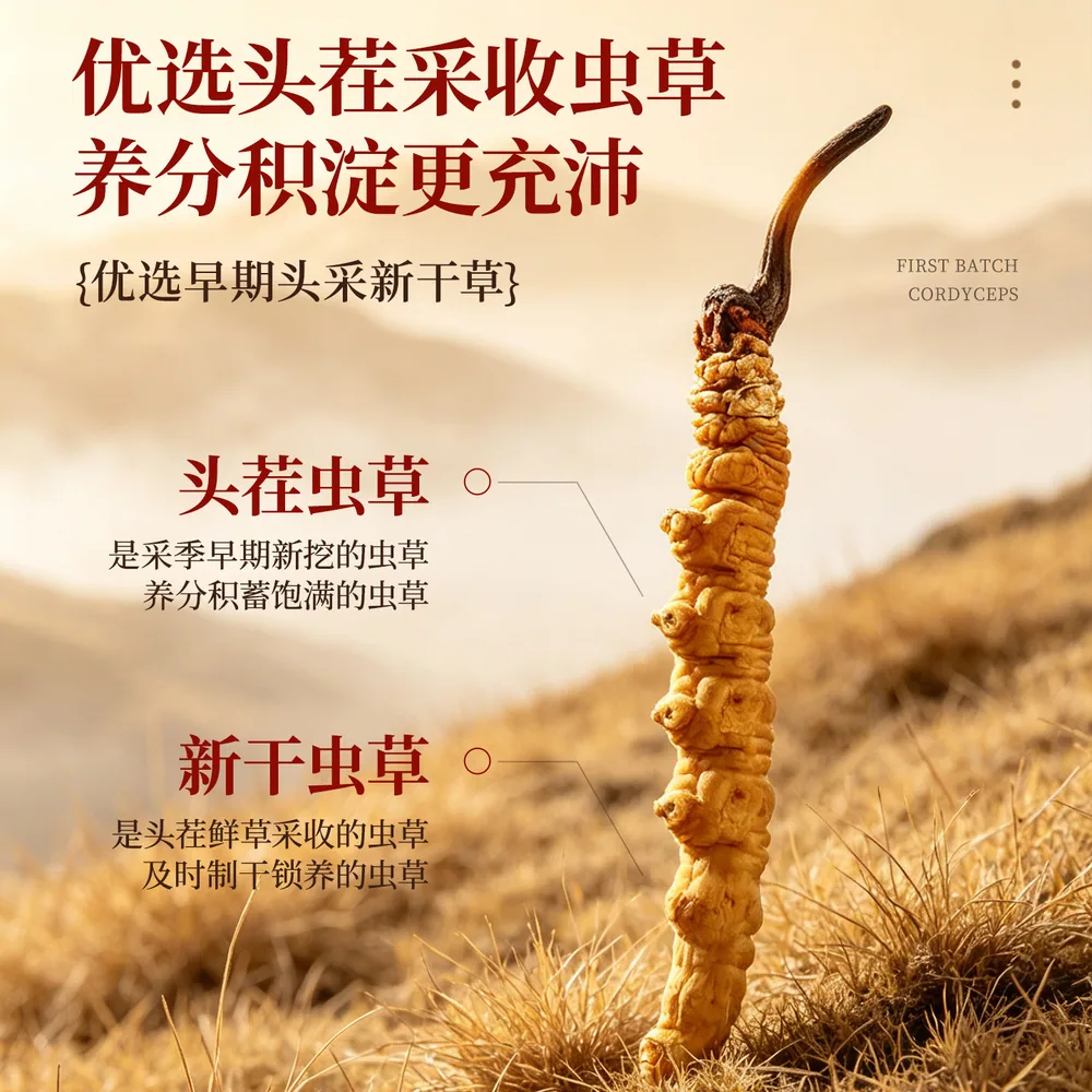 柏克森冬虫夏草头茬新鲜干草4根一克（细节图 1）