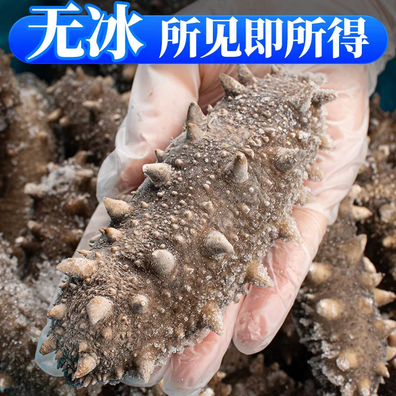 老辽生鲜7A大连海参中秋礼盒一斤装独立小袋（细节图 2）