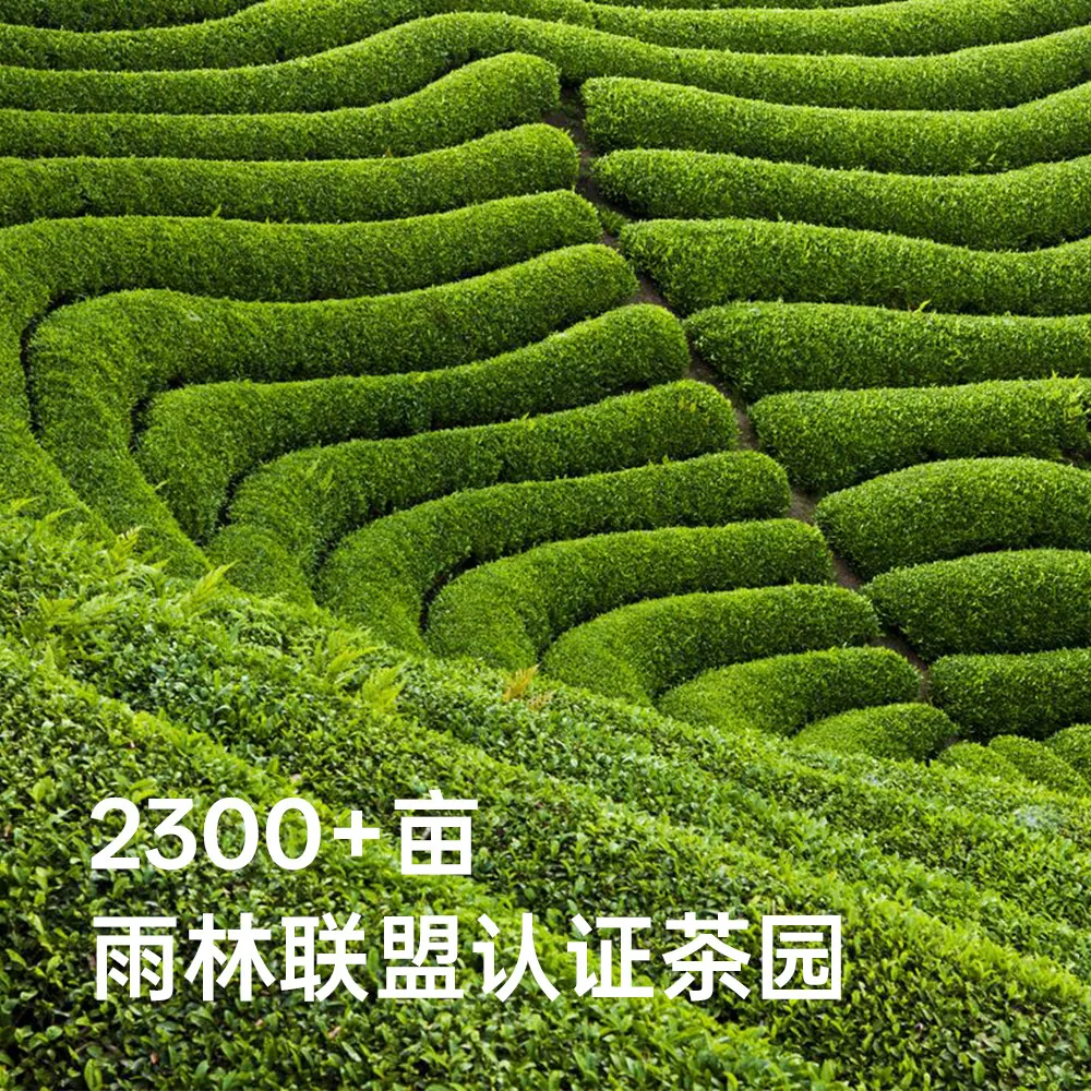 百年宜红拾露50g日式纯一级抹茶粉包装（细节图 2）