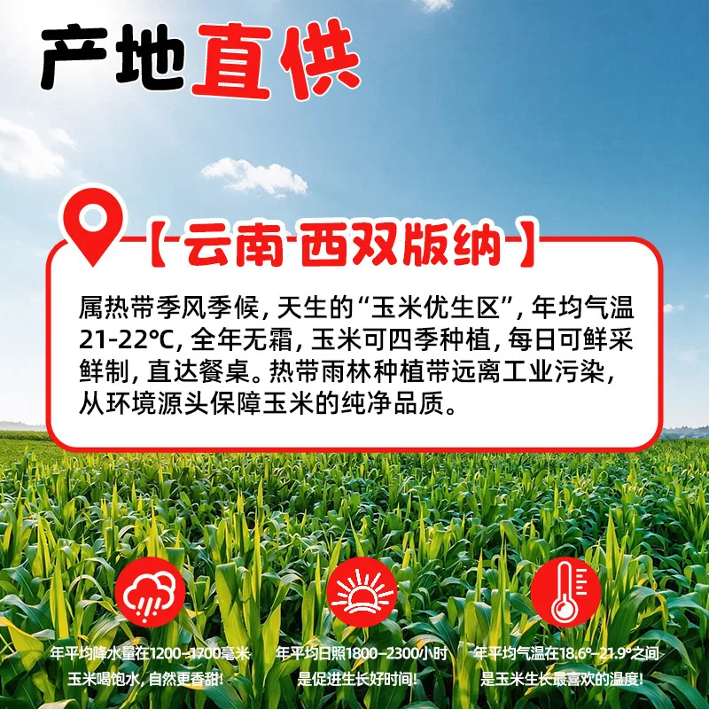 芽芽乐云南西双版纳拇指玉米两袋装约12根一斤（细节图 1）