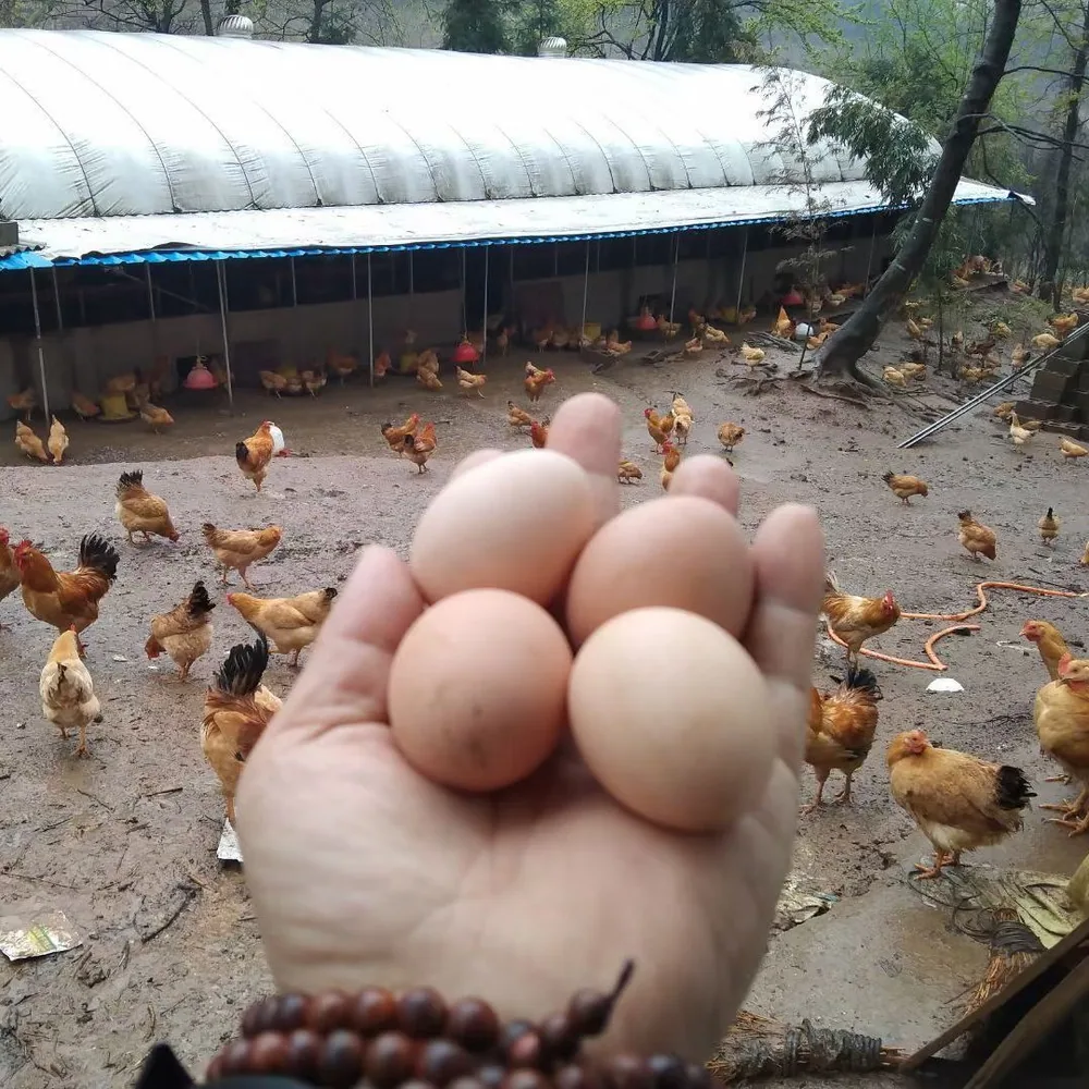 皖南小镇可生食鸡蛋30枚1200g整盒装（细节图 1）