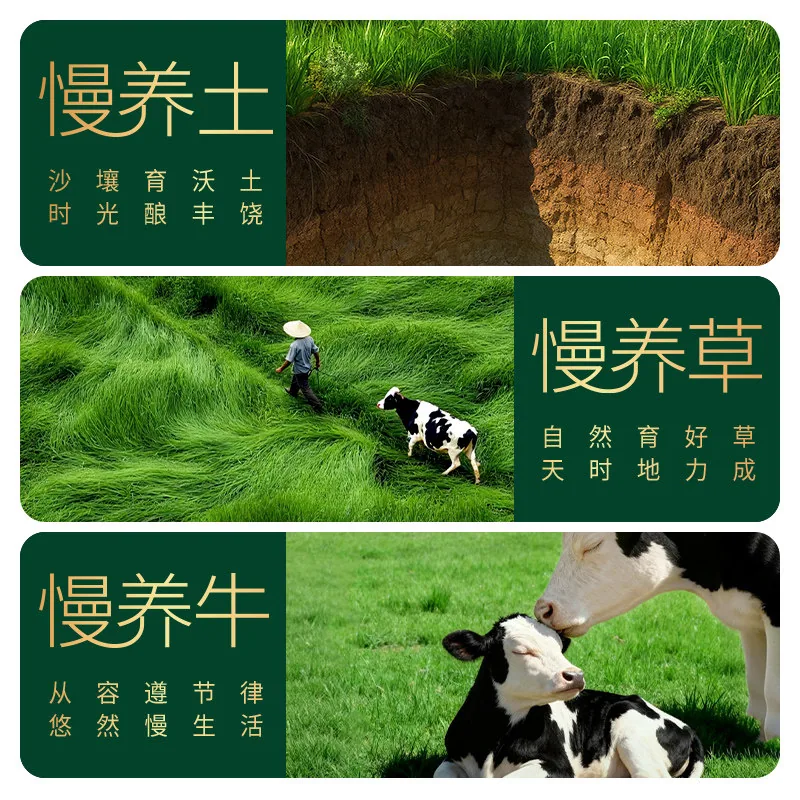 圣牧有机纯牛奶250ml*12盒整箱装（细节图 1）
