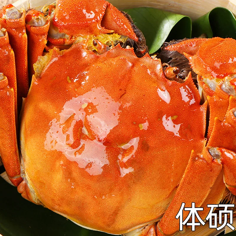 仲秋大闸蟹蟹卡公3母2两共8只（细节图 2）