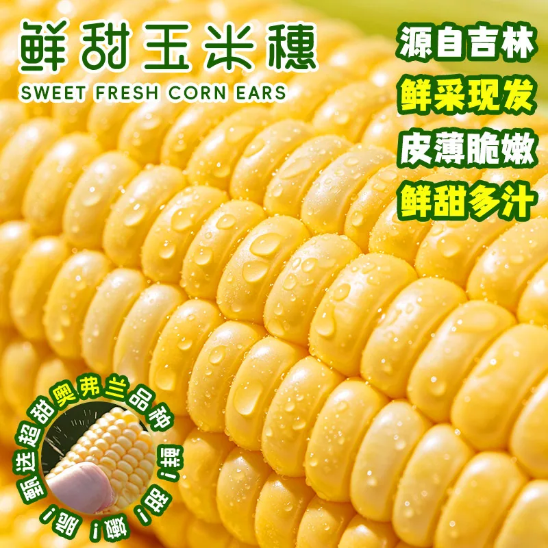 东北农嫂奥弗兰水果甜玉米穗5斤装（细节图 2）
