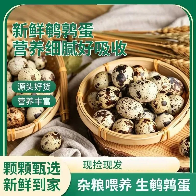 天天特卖工厂农家散养生鹌鹑蛋（细节图 1）