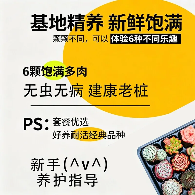 淘严选多肉组合6盆