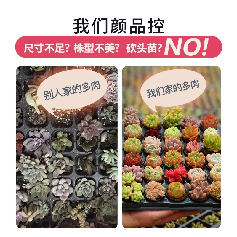 淘严选花卉盆栽室内多肉植物组合6盆（细节图 1）