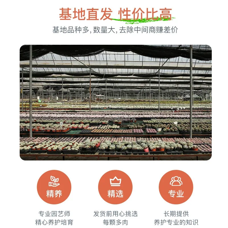 淘严选花卉盆栽室内多肉植物组合6盆（细节图 2）