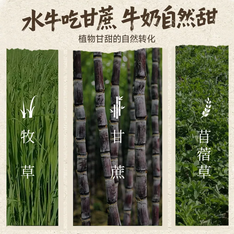 认养吃甘蔗的水牛150ml*12盒整箱装（细节图 1）