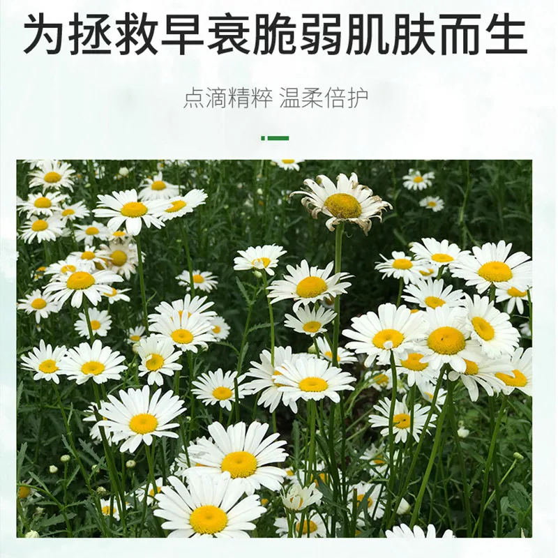COCOLOUIS凡士林护手霜500g大罐装洋甘菊（细节图 2）