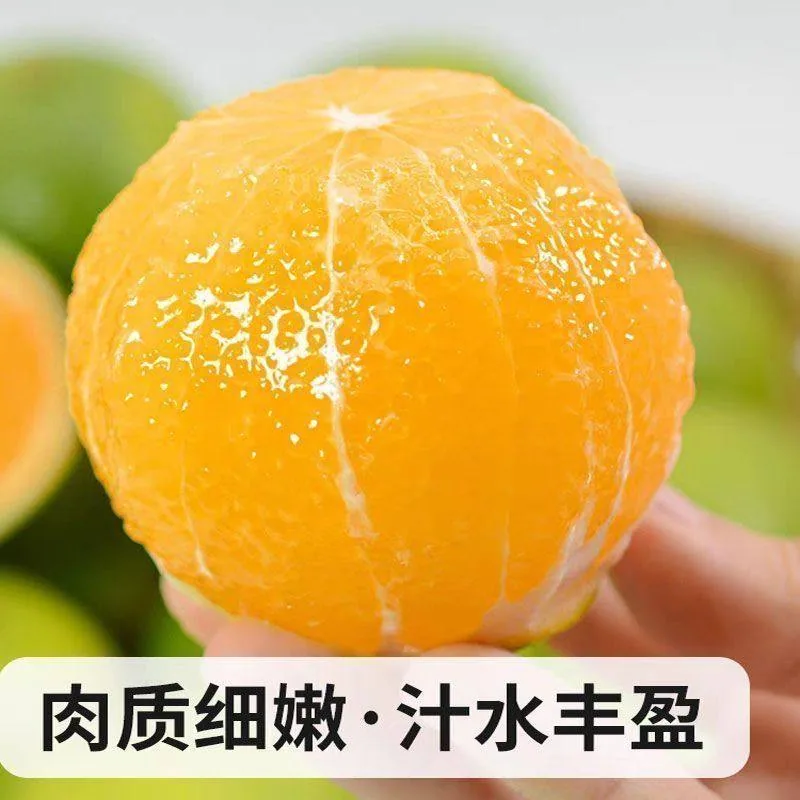 天天特卖工厂云南哀牢山冰糖橙净重4.5斤