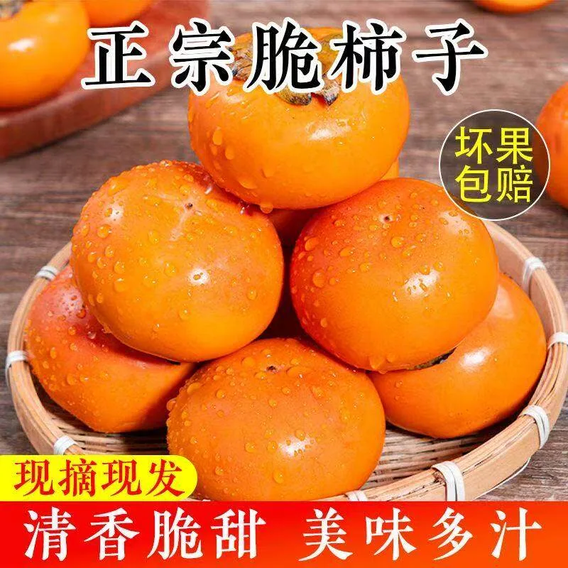 阳丰脆柿子4.5斤单果120g+