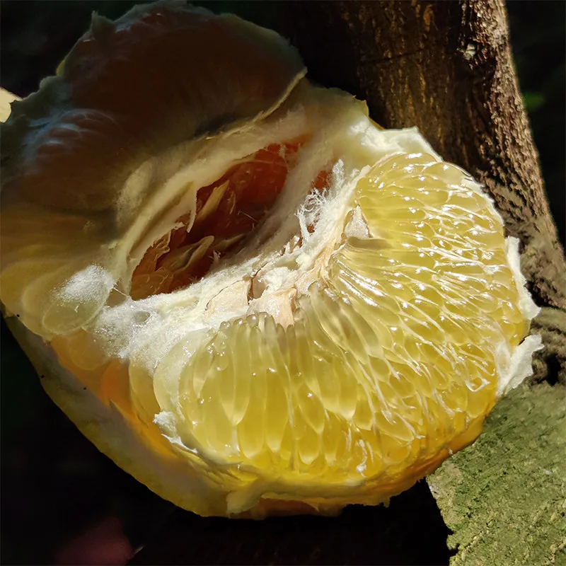 都乐Dole黄金爆汁葡萄柚1kg（细节图 1）