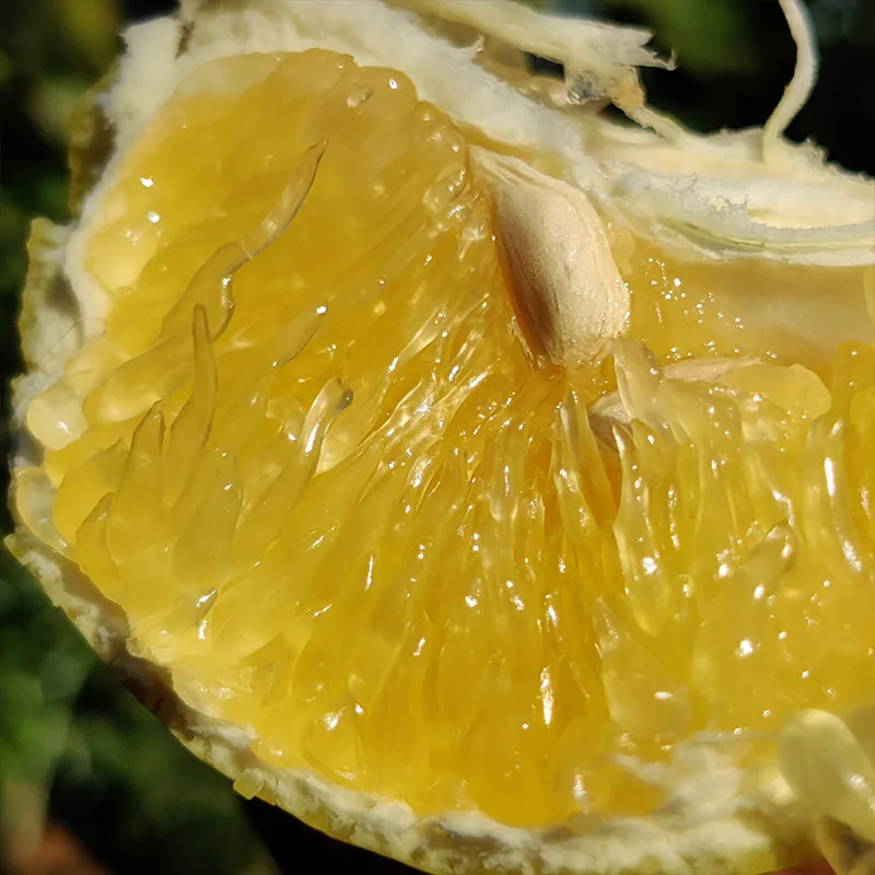 都乐Dole黄金爆汁葡萄柚1kg（细节图 2）