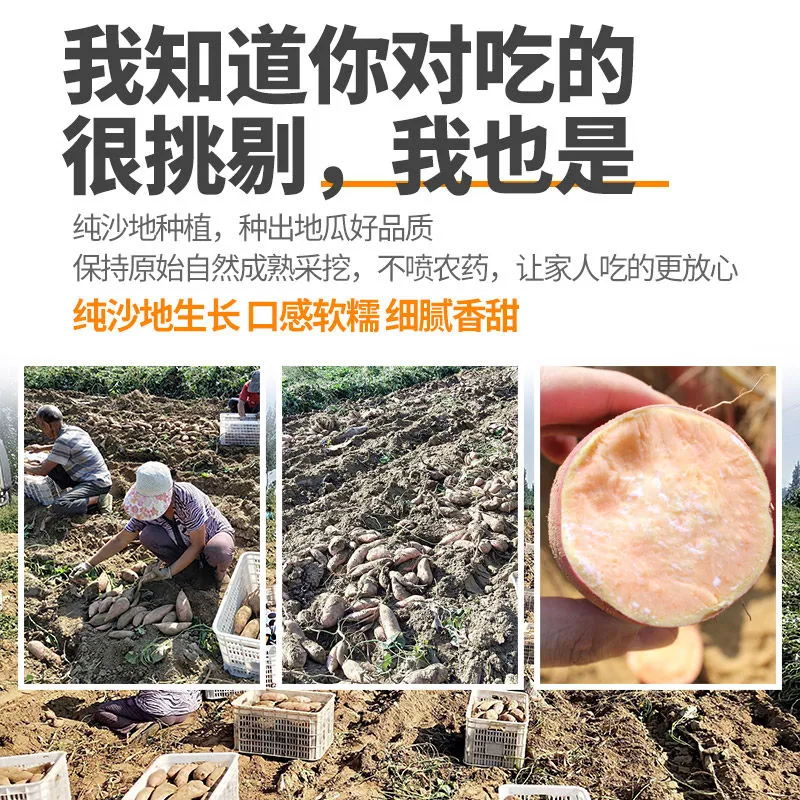 农家现挖板栗黄薯8.5斤（细节图 1）