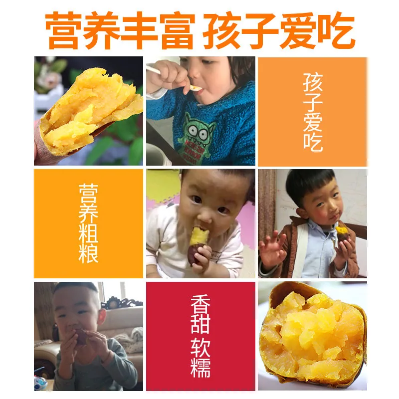 农家现挖板栗黄薯8.5斤（细节图 2）