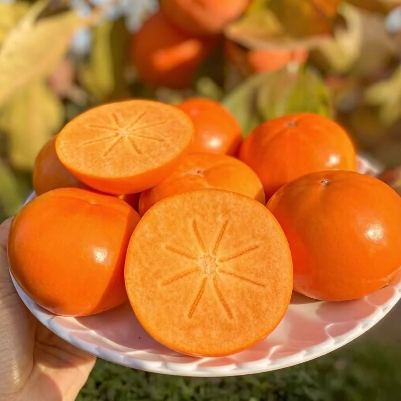 阳丰巧克力脆柿4.5斤整箱（细节图 1）
