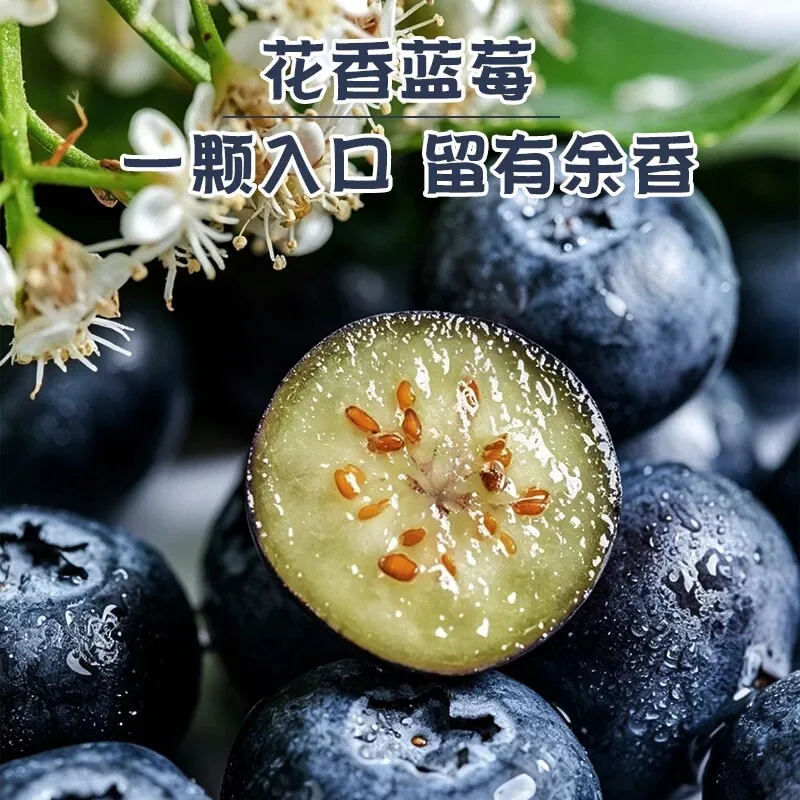 云南高山蓝莓L25四盒装（细节图 1）