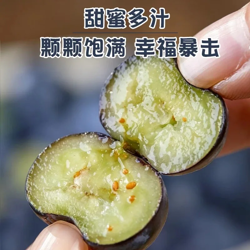 云南高山蓝莓L25四盒装（细节图 2）
