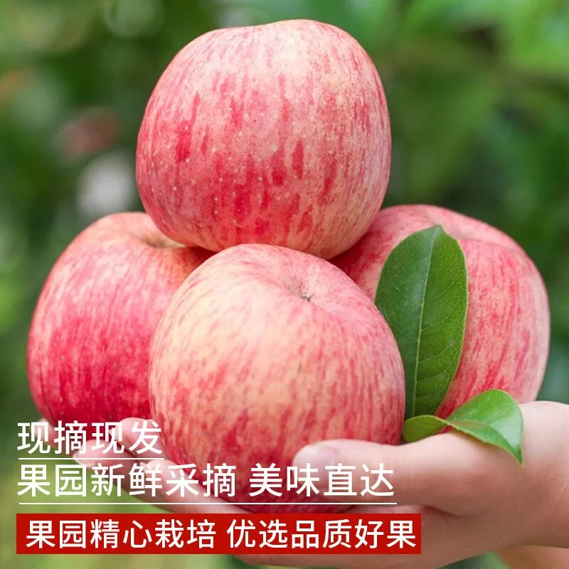 烟台红富士苹果整箱