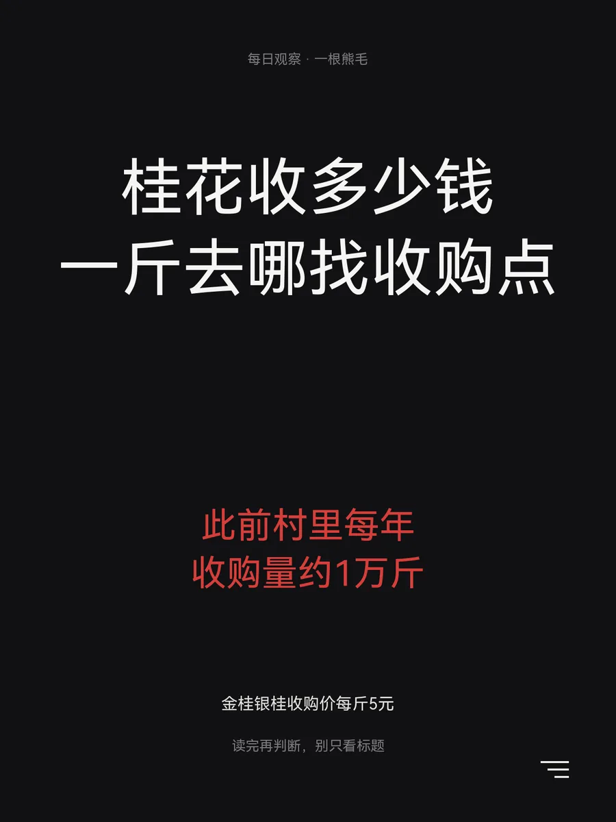 桂花第一村5天收花7万斤？桂花收多少钱一斤去哪找收购点